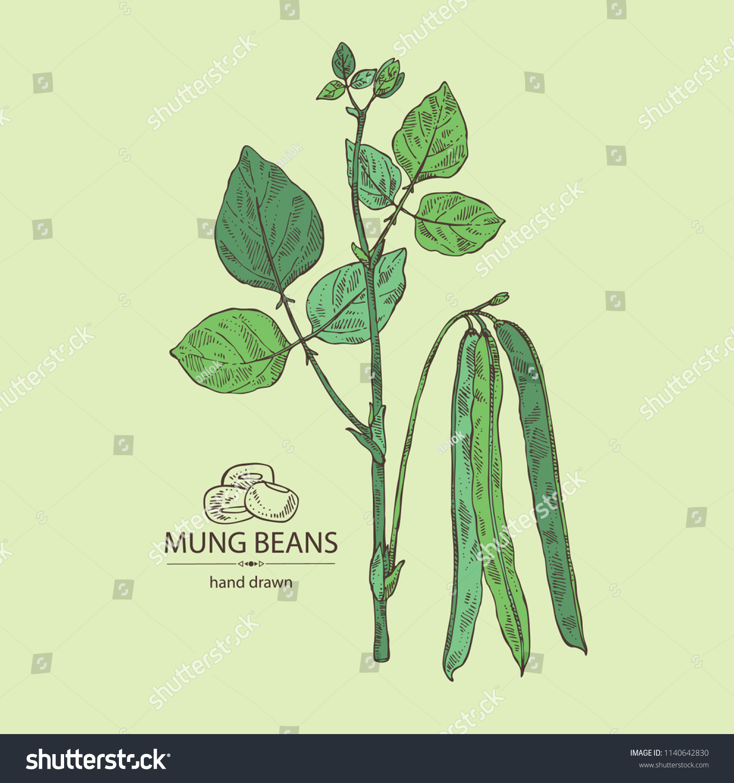 Green gram | Mung bean | Moong dal